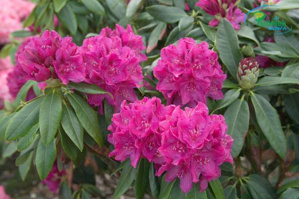 Rhododendron Old Port
